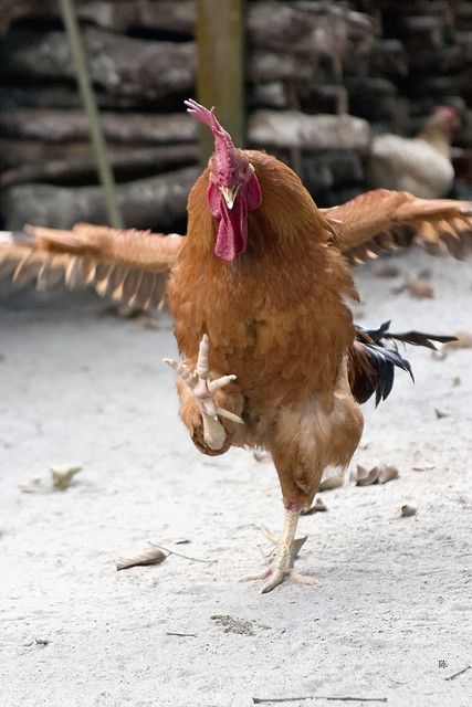 Chicky Run: Game Seru dengan Aksi Berlari Tak Terbatas!